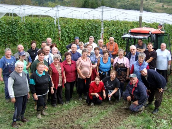 Berba u vinogradima Varaždinske biskupije na Varaždin-bregu